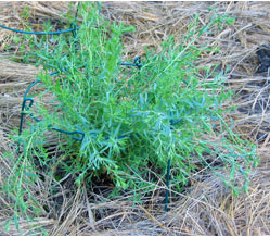 flax plant