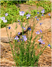 flax plant