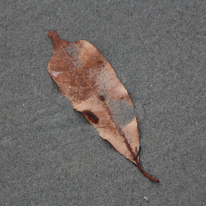 Leaf in sand