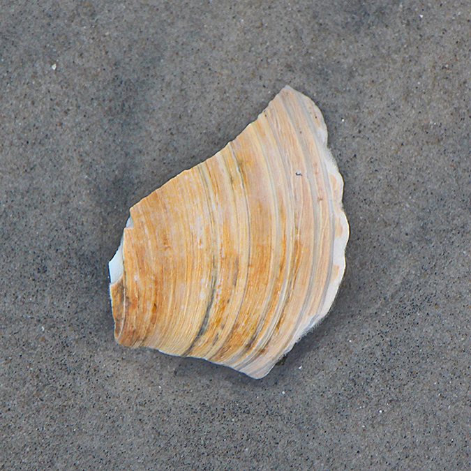 Broken shell