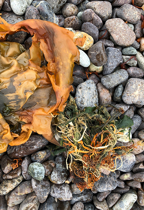 Image of found seaweed and stones on Jasper Beach