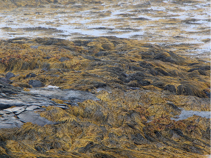 Image of Wrack  Weed