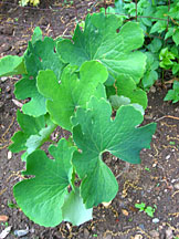 Bloodroot leaves