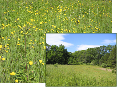 field of flowers