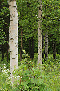 birch trees