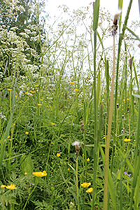 wild flowers