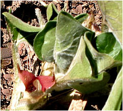 Wild Ginger Flower