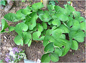 wild ginger leaves