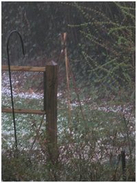 Pea tripod in hail