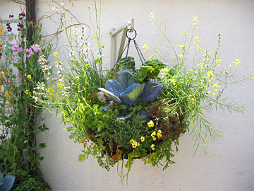 hanging basket