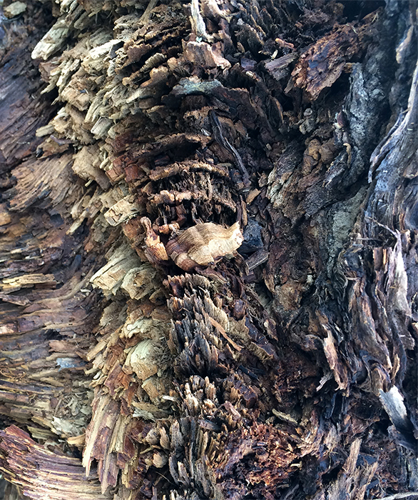 Image of twisted bark