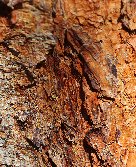 Image of bright orange bark