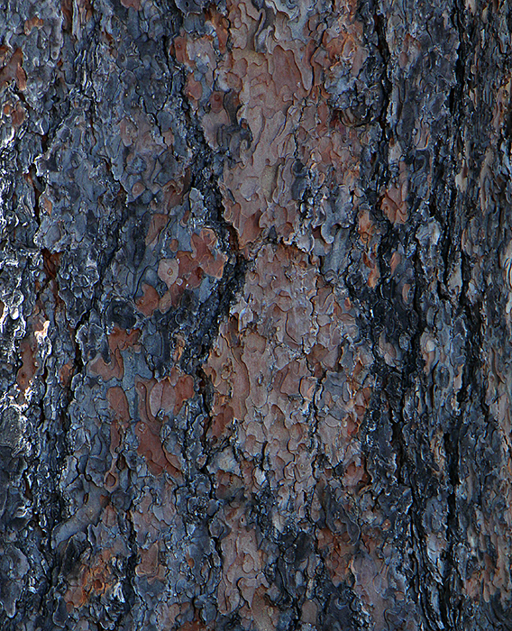 Image of textured Bark