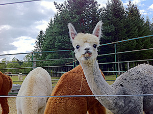 Alpaca.