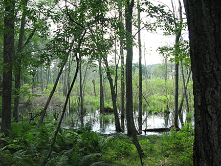 Beaver pond