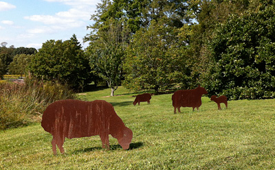 Sheep at Morris Arboretum