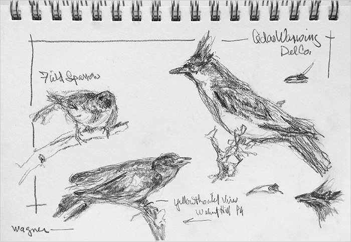 Image of bird sketches