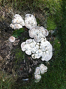 More fungi.