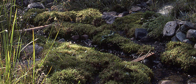 Fairy Bridges