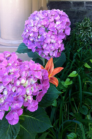 Flowers by the porch.