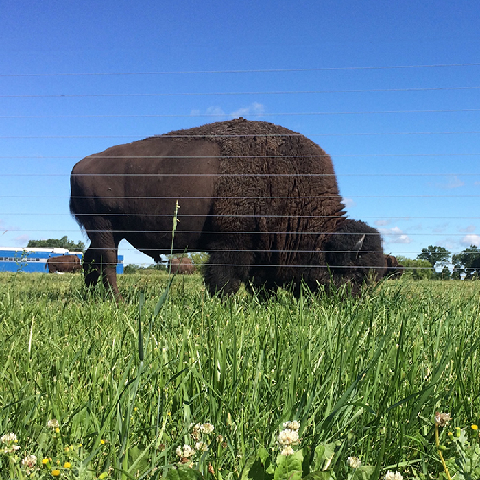 Image of Bison at Fermi Labs