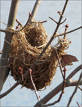 Weaver's nest